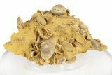 Miniature Fossil Cluster (Ammonites, Brachiopods) - France #248449-2